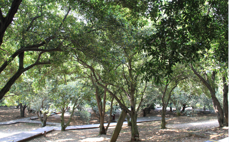 广植桂子,历经千年而不间断,如今万株桂树,广袤数里,誉称"江南桂花林"